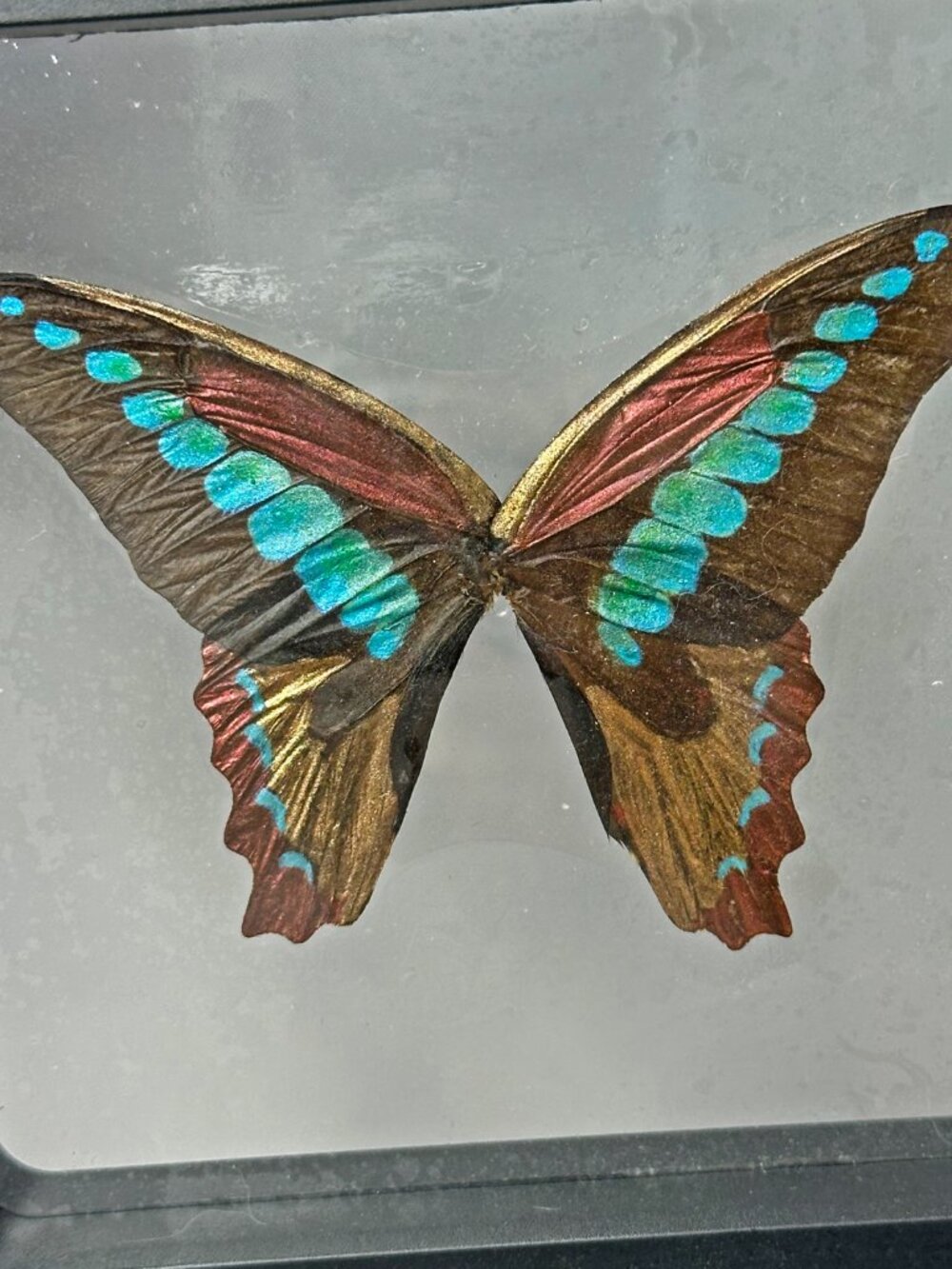 Handpainted Sugarlight Metalic Butterfly